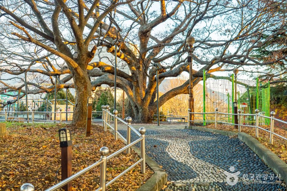 현풍 500년 느티나무 테마공원